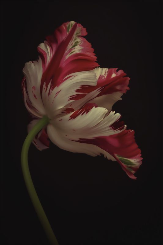 tulip, flower, тюльпан photo preview