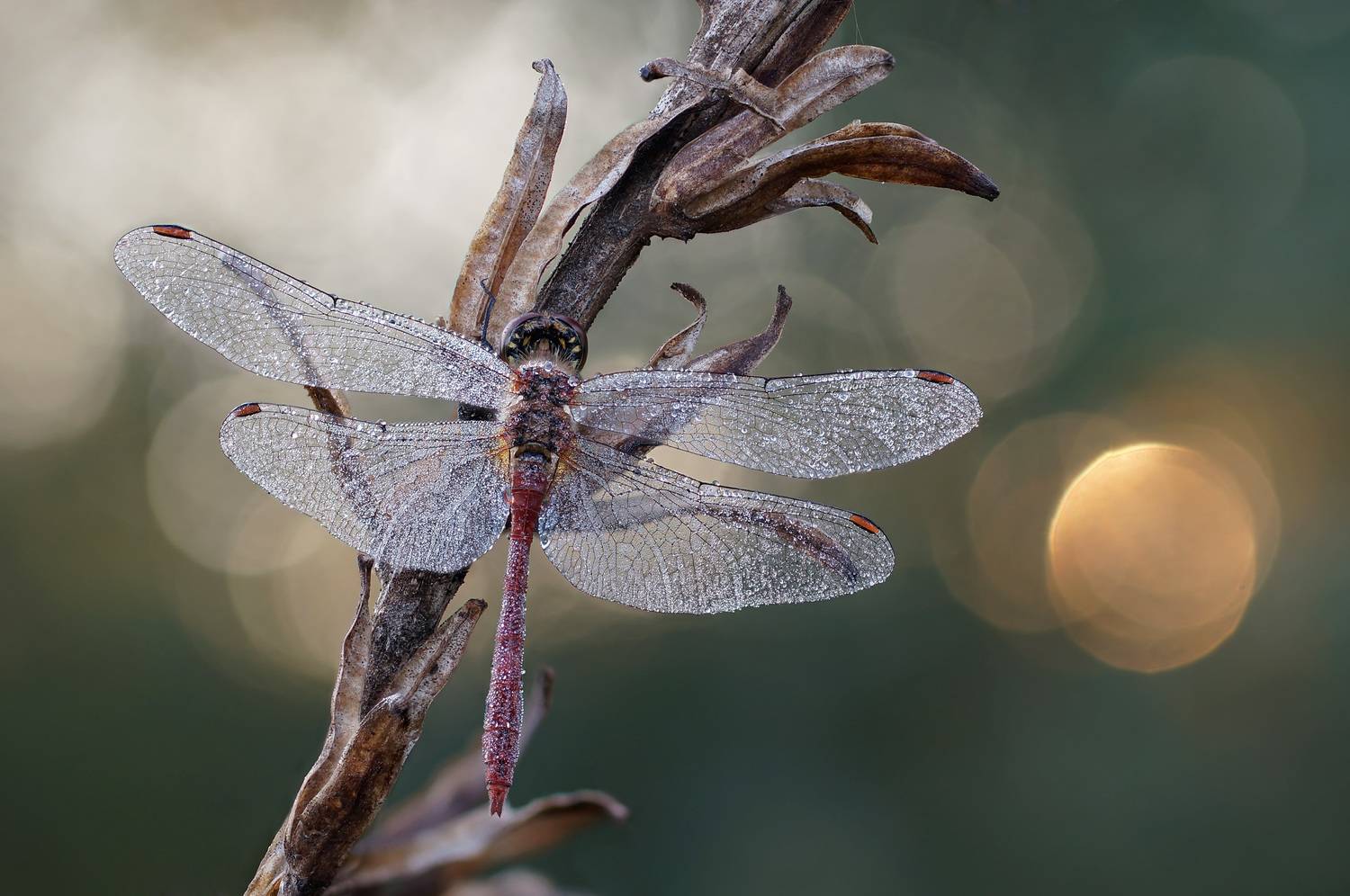 Стрекоза. Автор: Чепленко Алексей Стрекоза, утро, боке, стекинг, сухое растение, роса, Чепленко Алексей