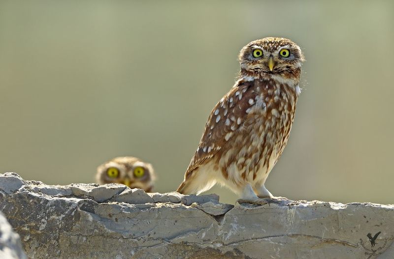 домовой сыч. Братан, сваливай!photo preview