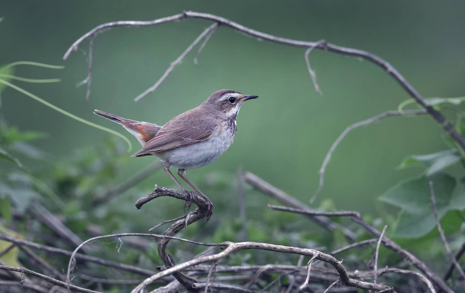 , Макеев Алексей