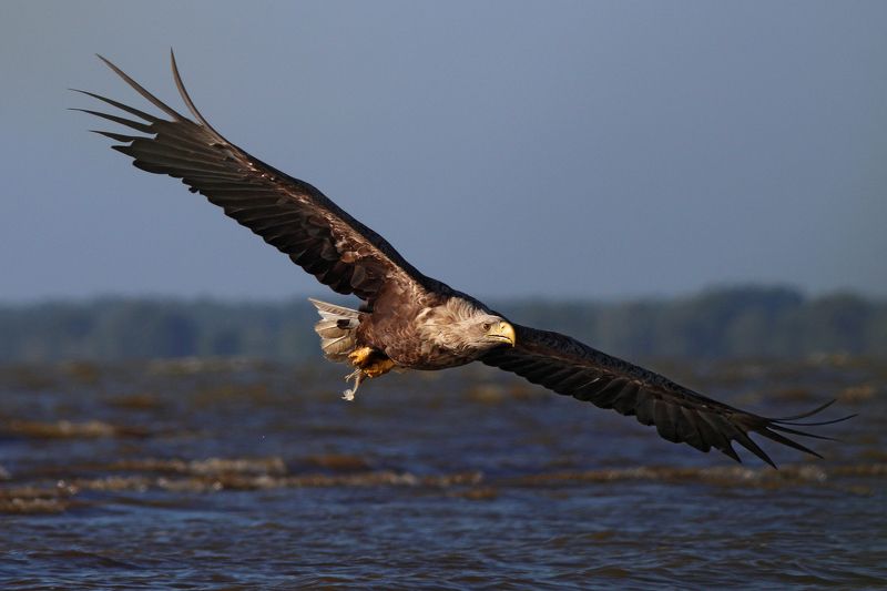 орлан-белохвост, орлан, haliaeetus albicilla, white-tailed eagle, куршский залив Береговая гвардияphoto preview