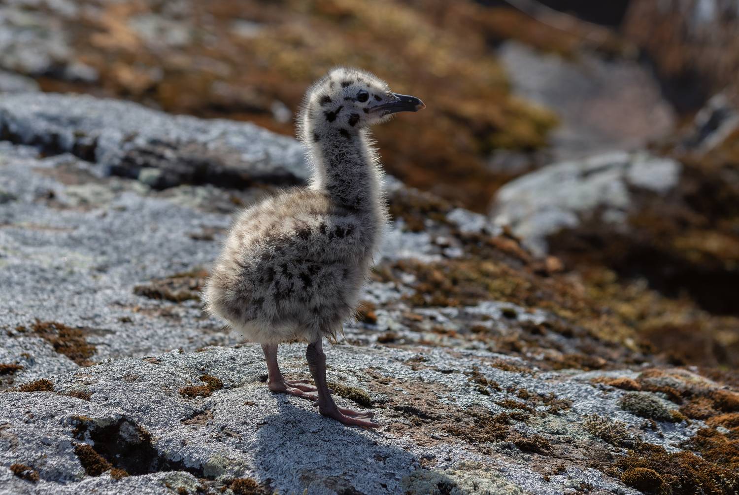Автор: Светлана Холодняк чайка, птенец, потомство, весна, скалы, Светлана Холодняк
