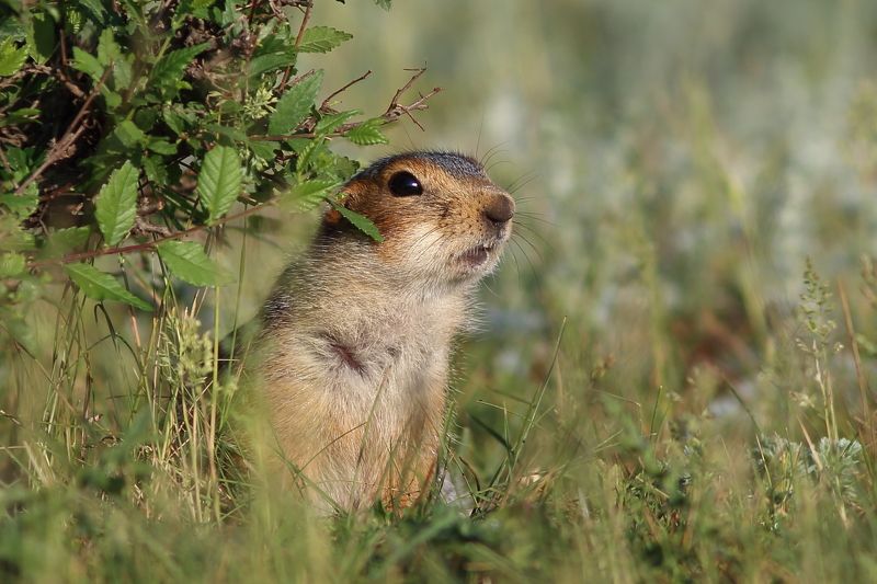 природа, животные, анималистика, звери, суслик Под прикрытиемphoto preview