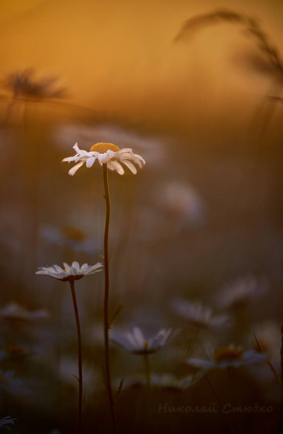 , Николай Стюбко