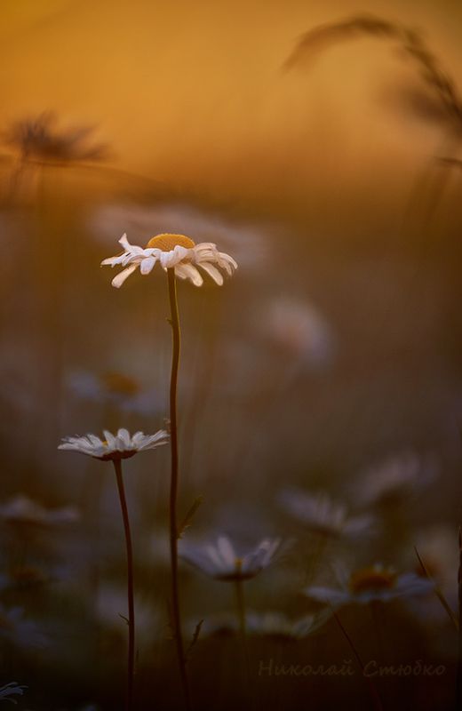 Наша жизнь - ромашка в поле... фото превью