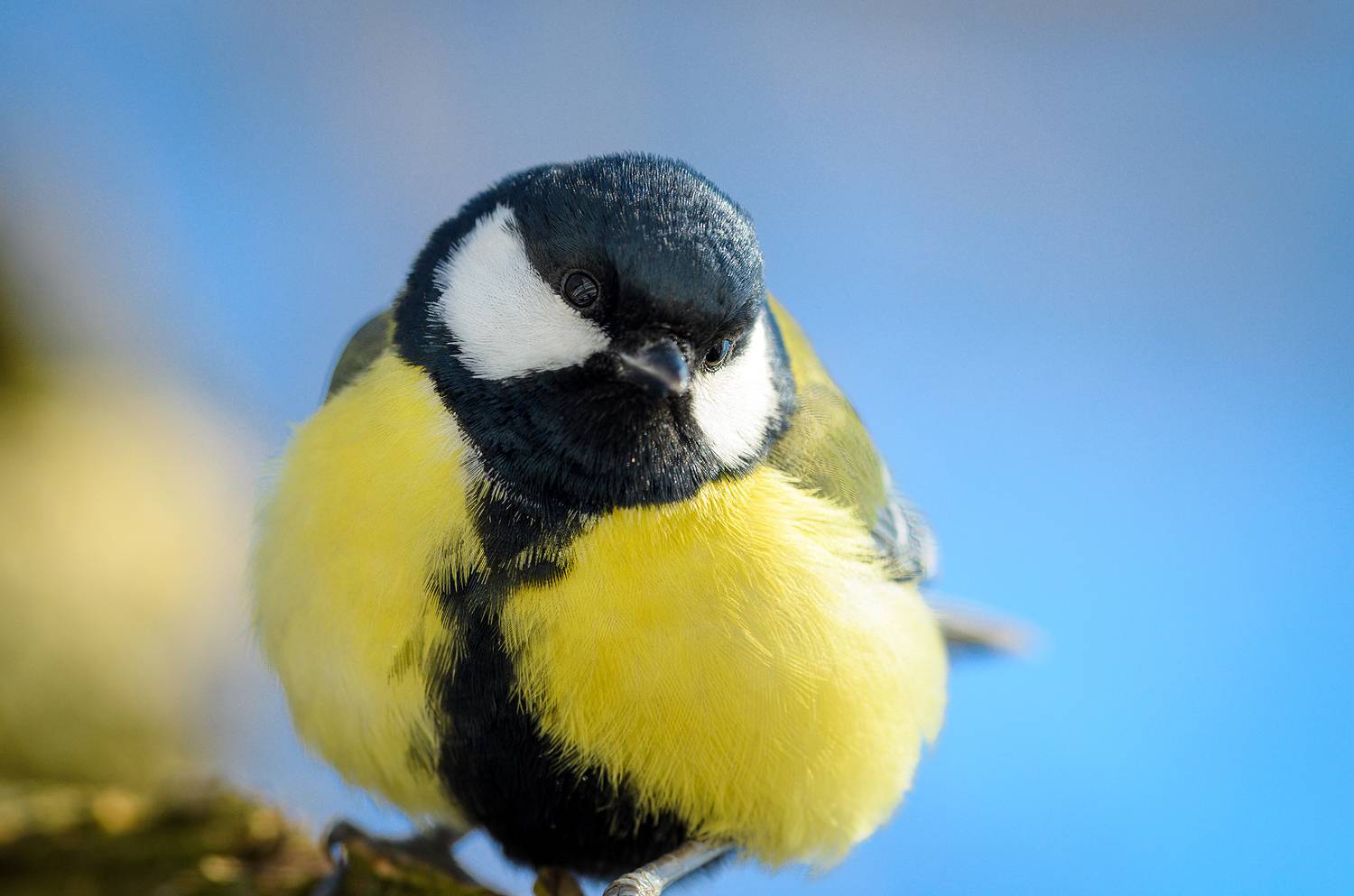 Пузатик. Автор: Александр Добыш синица птица bird tit, Александр Добыш