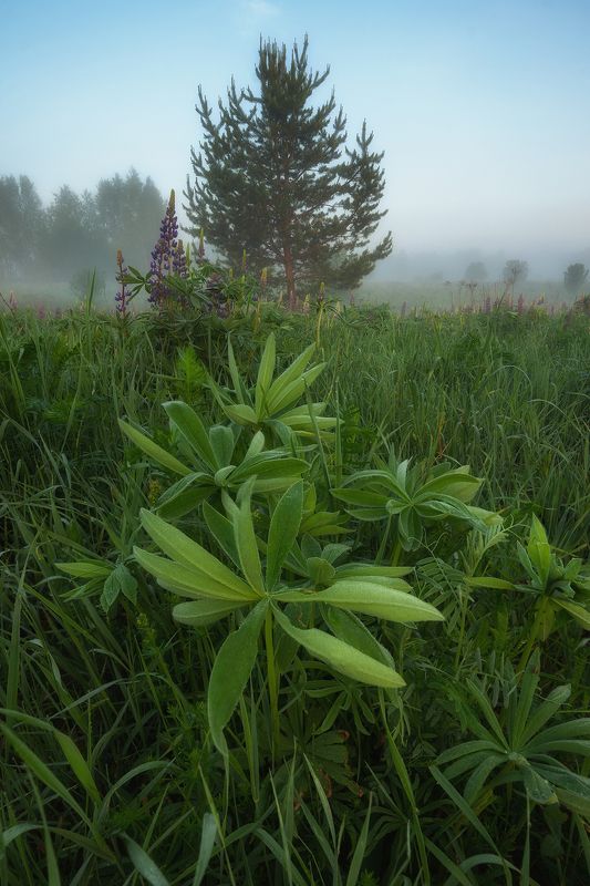 утренний туманphoto preview