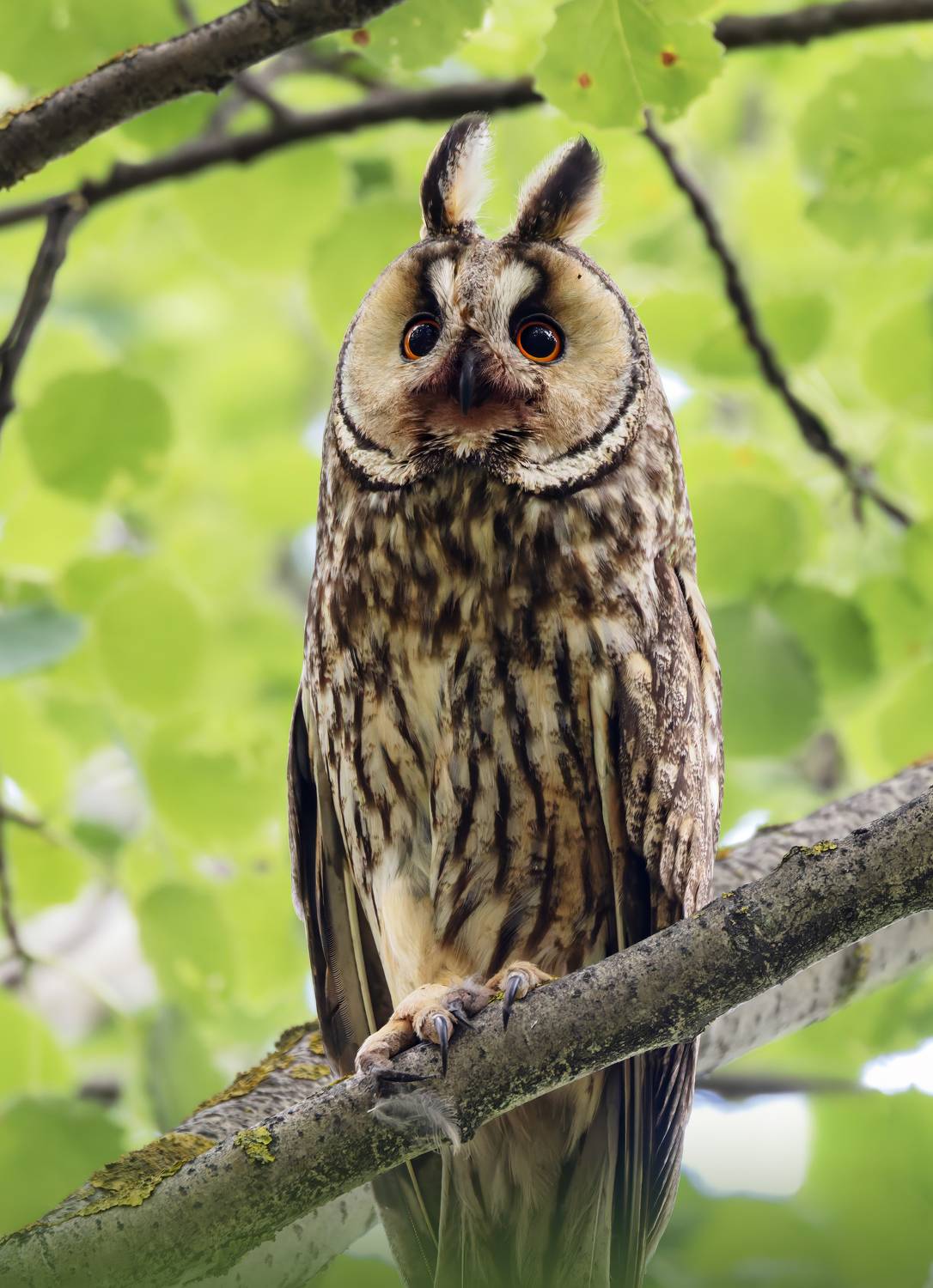 ушастая сова, asio otus, фото птиц, птицы, birds, птицы, Александр Шипиленко