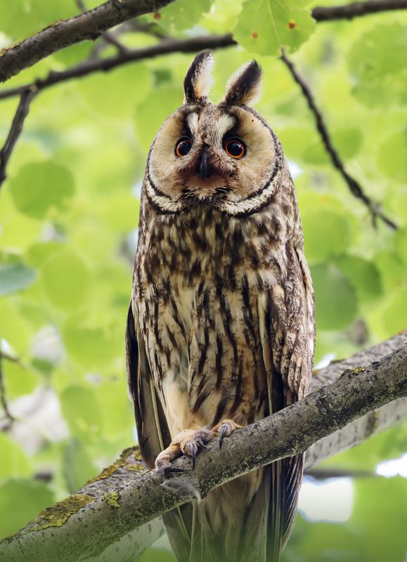 ушастая сова, asio otus, фото птиц, птицы, birds, птицы Ушастая сова. (Asio otus)photo preview