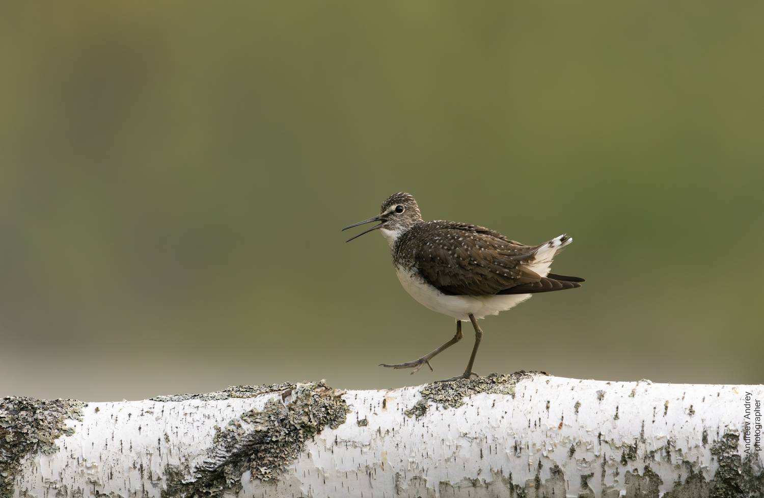 , Андреев Андрей