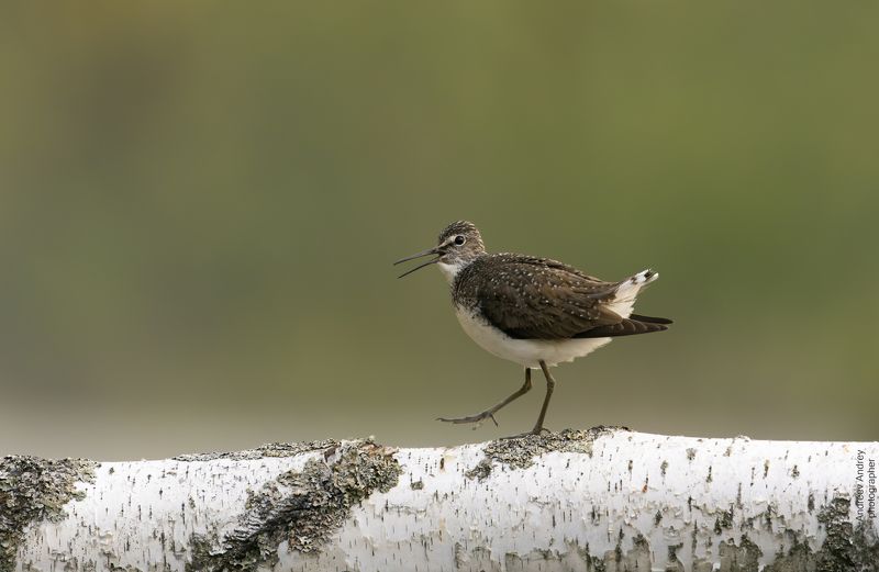 Кулик-чернышphoto preview