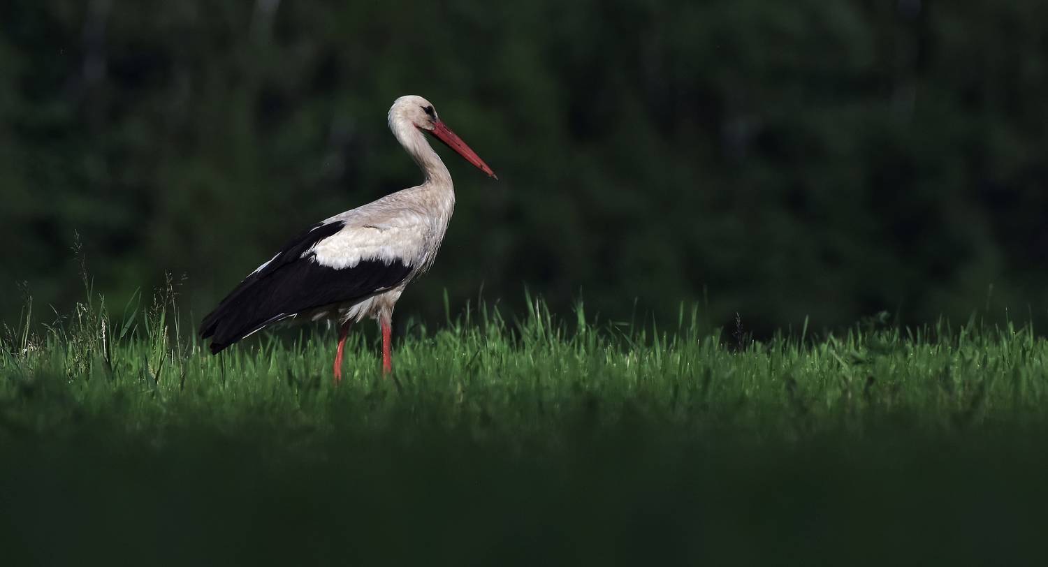, Макеев Алексей