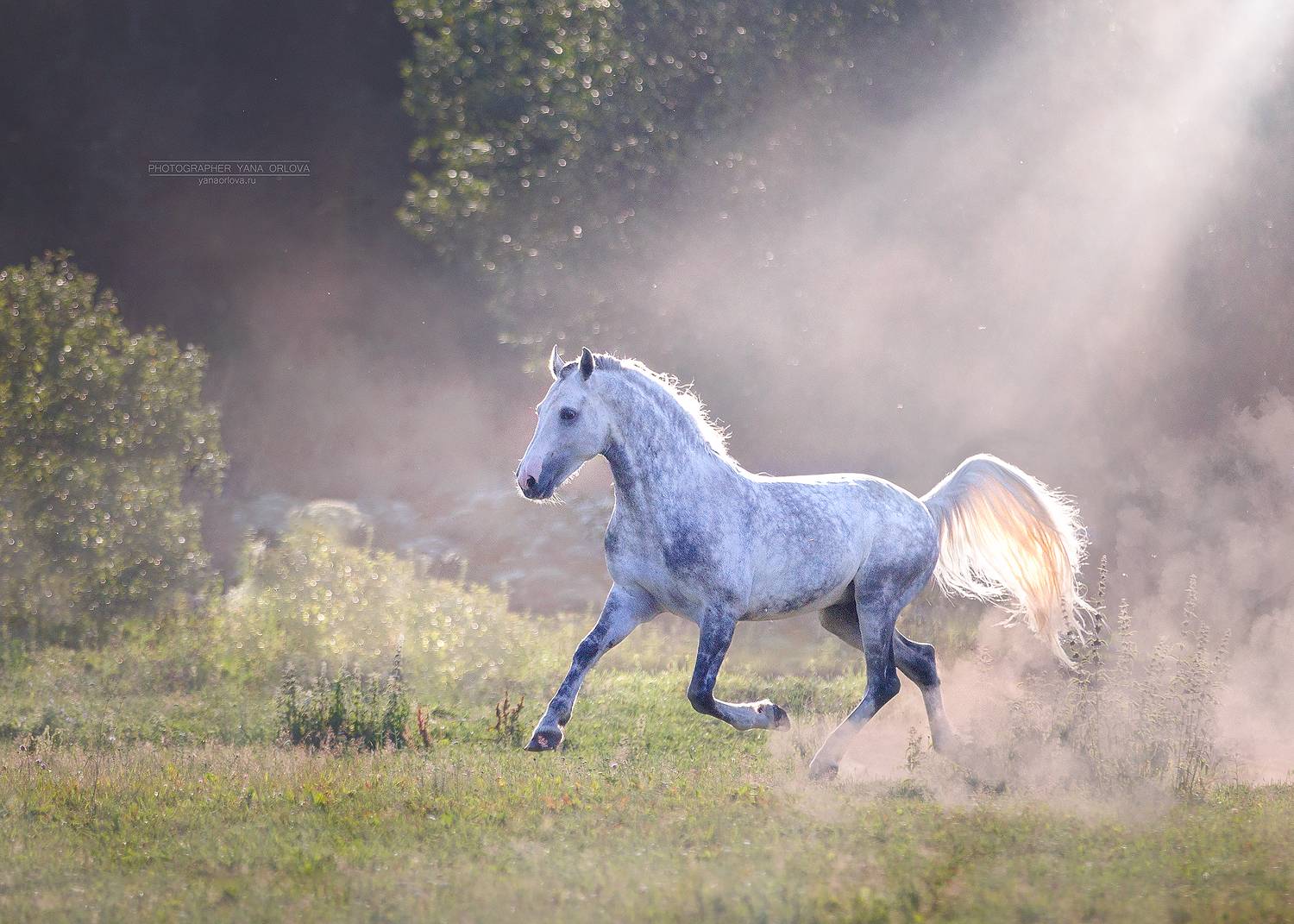 Орловский рысак. Автор: Яна Орлова конный фотограф, лошадь, конь, лошади, конная фотография, жеребец, horse, horses, pferd, конный фотограф яна орлова, Яна Орлова