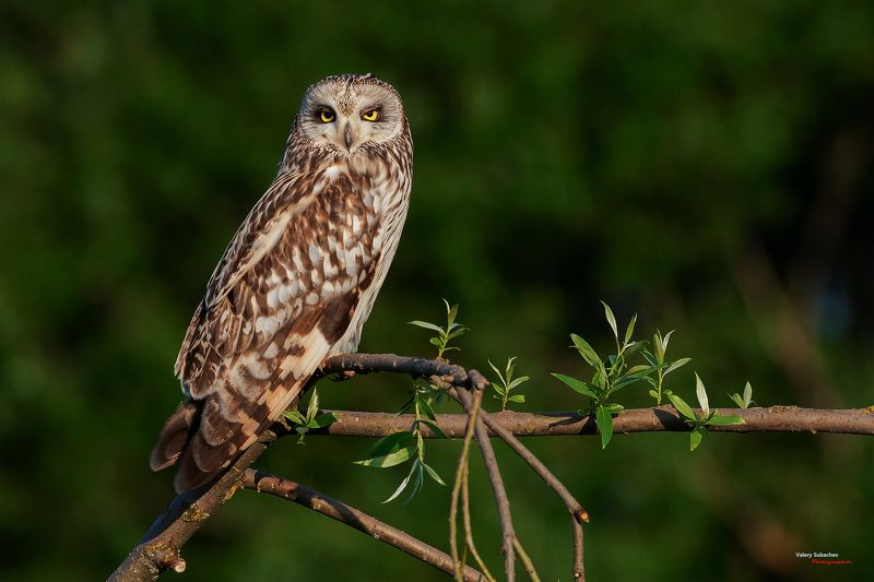 Болотная сова фото превью