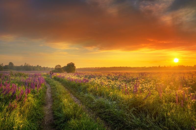 люпиновое утро....photo preview