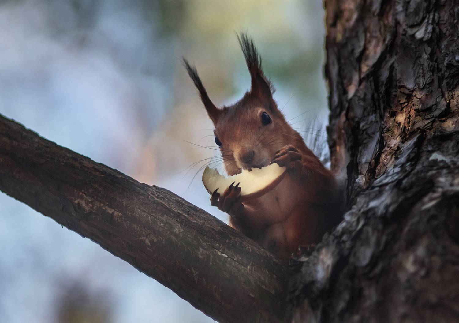 Белка, яблоко, Вечер, парк, дерево, Чепленко Алексей