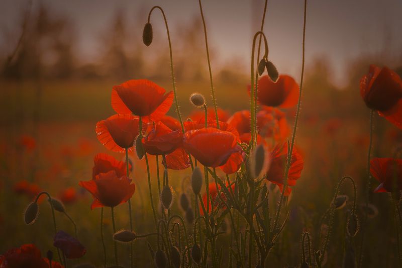 Макиphoto preview