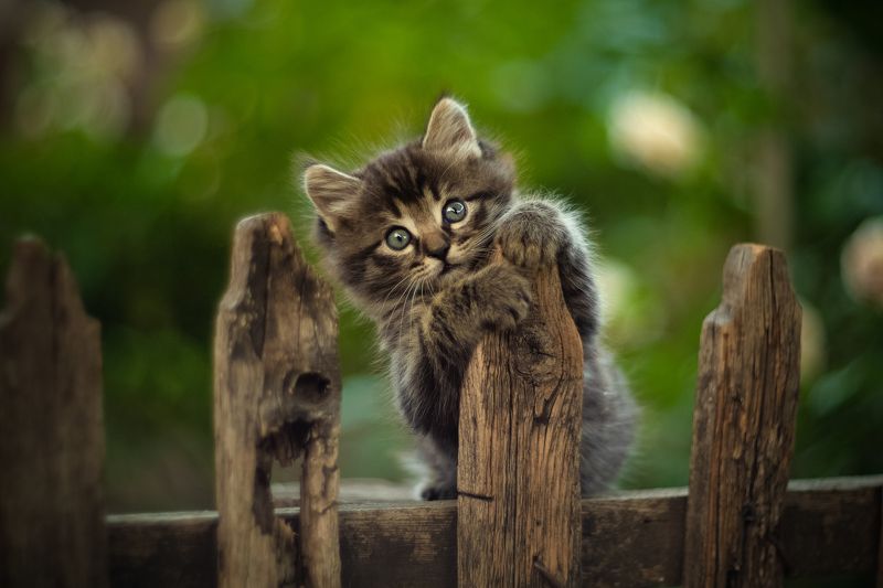 «Один день из жизни кота»photo preview