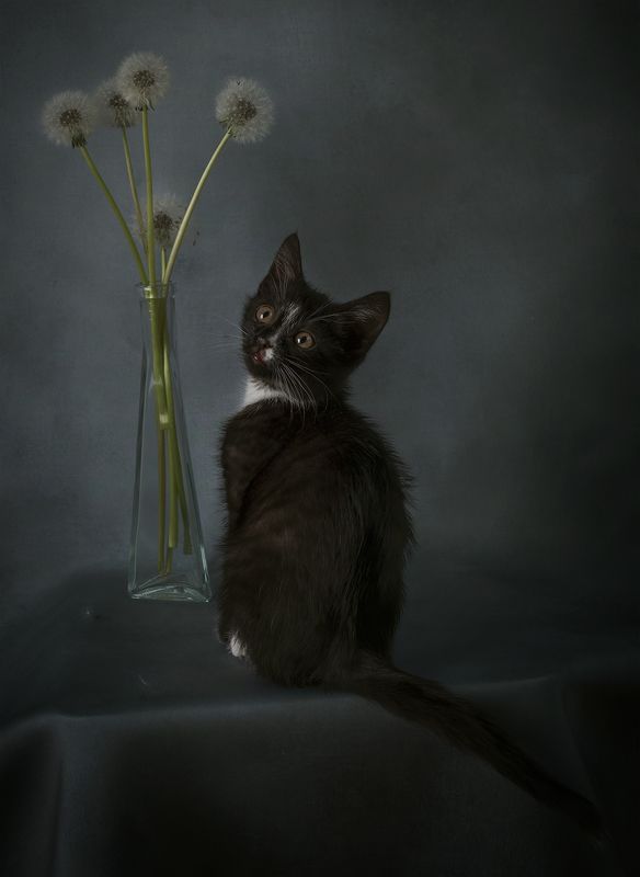 Котенок и цветыphoto preview