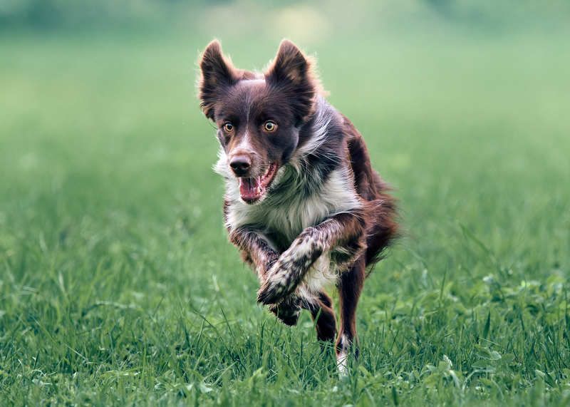 собака бежит Быстрее ветраphoto preview