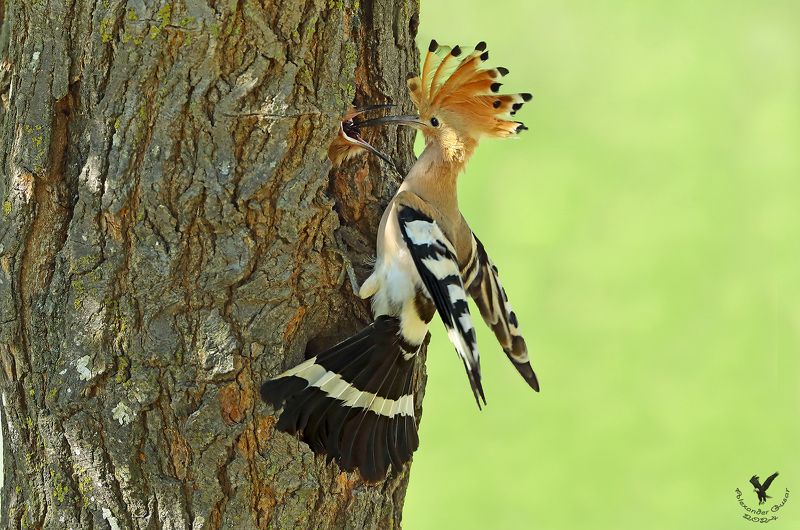 удод. Кормилец.photo preview