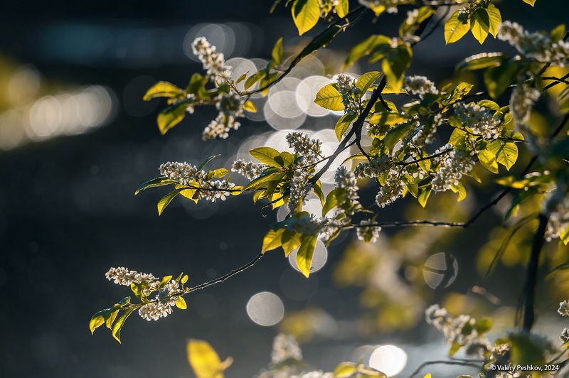 черёмуха, весна, май, первая зелень, контровой свет, лес, лесная река, мещёра, рязанская область Про магию контрового светаphoto preview