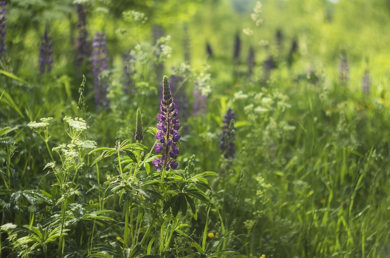 Люпиновое утроphoto preview