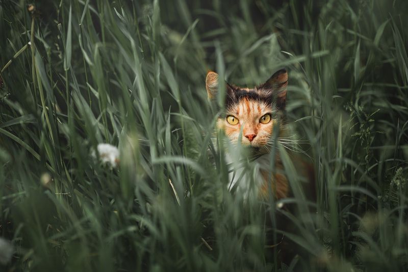 Кошка в травеphoto preview