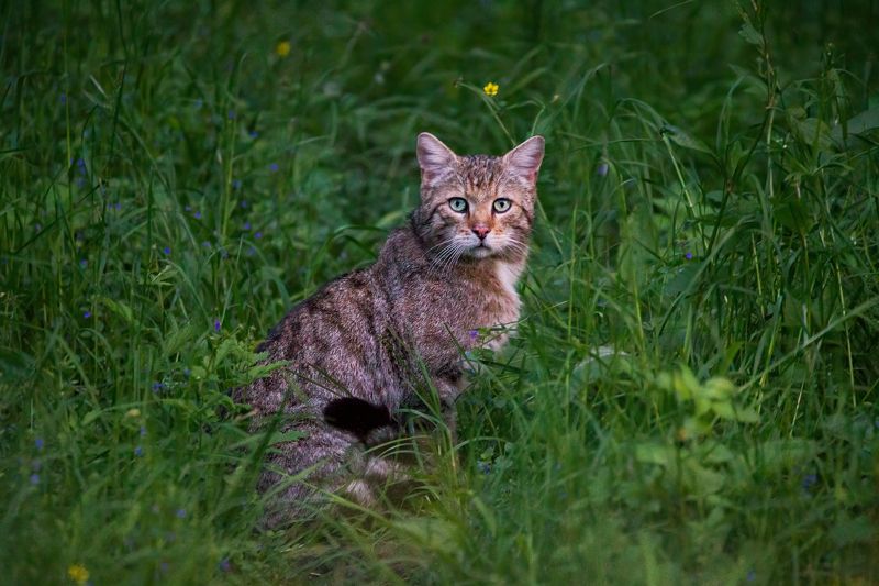 wildcat, wildlife, animals, wildlife photography The European Wildcatphoto preview