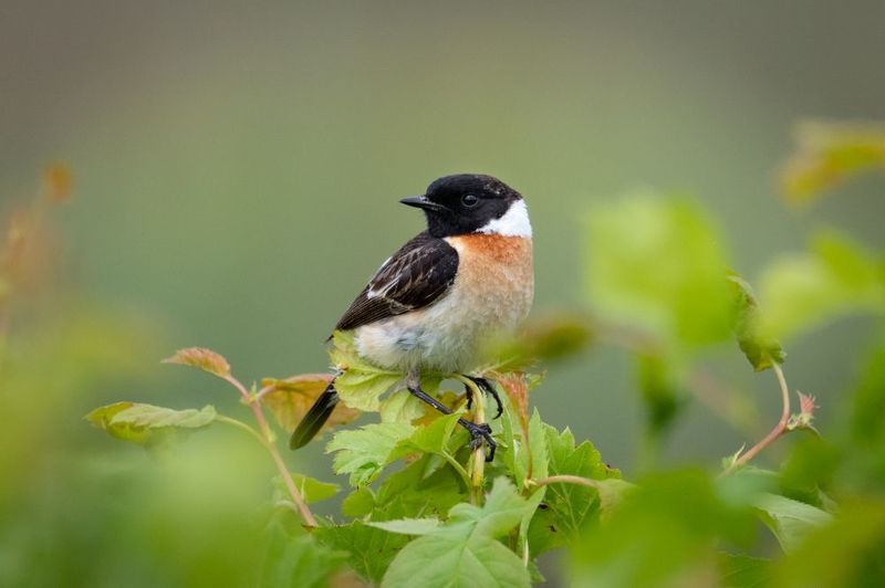 птицы, чекан, лето, птаха Черноголовый чеканphoto preview