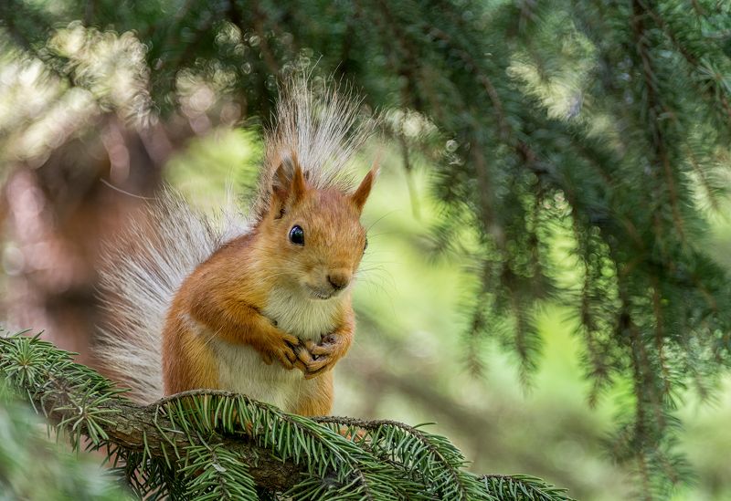 белка, лес, Белка, белочка! )photo preview