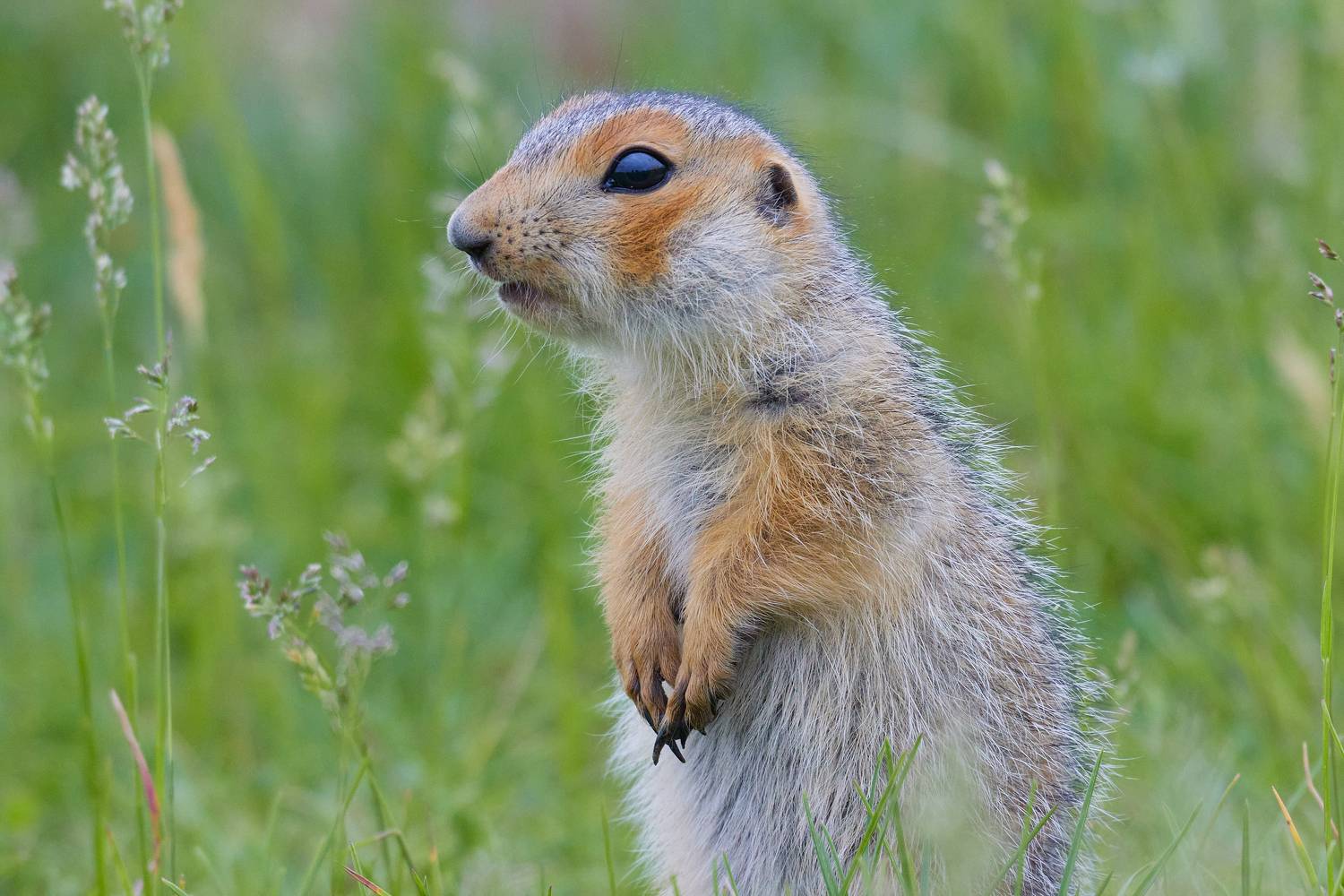Суслик. Автор: Гильманов Артур , Гильманов Артур