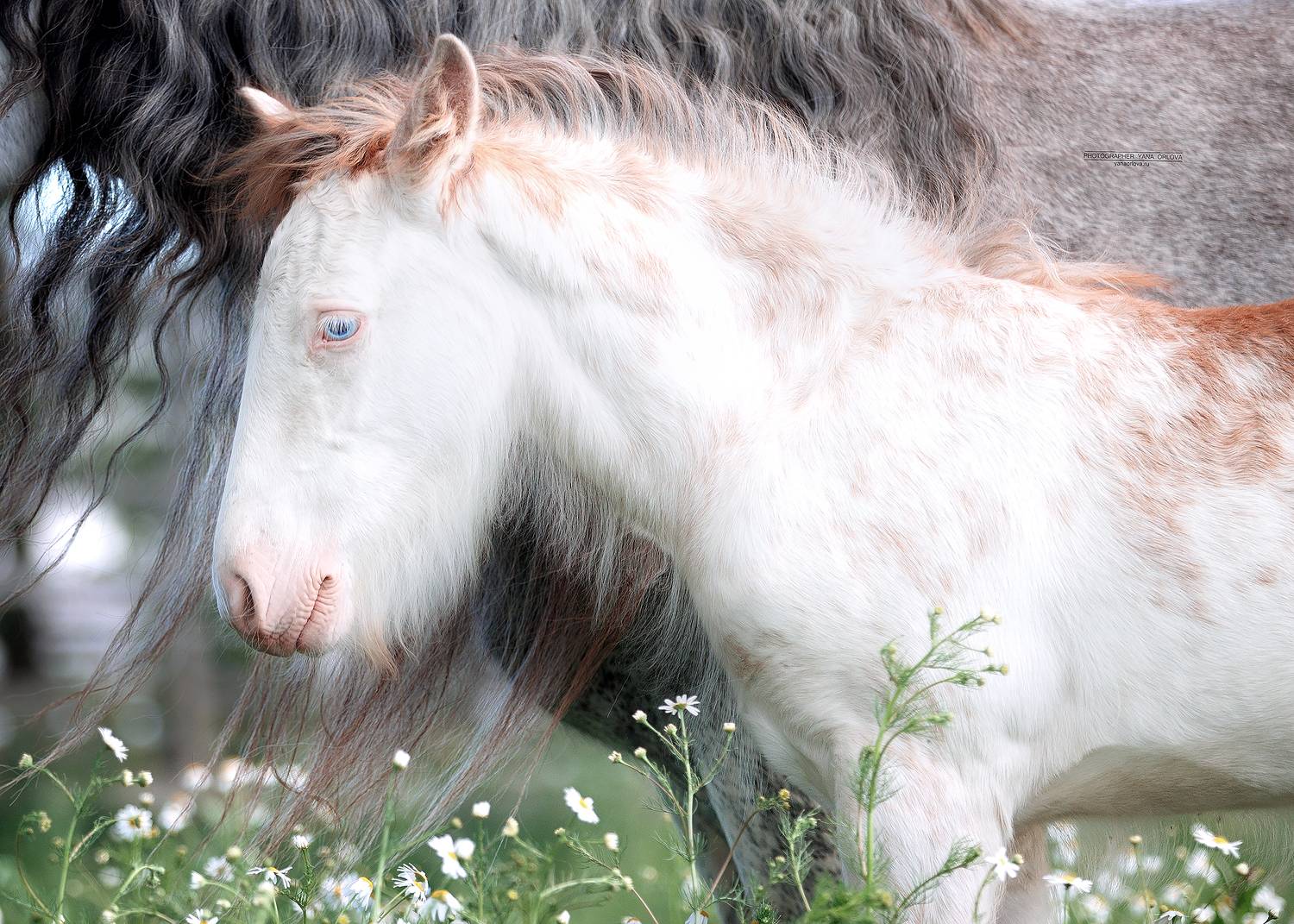 конный фотограф, лошадь, конь, лошади, конная фотография, жеребец, horse,  horses, pferd, конный фотограф яна орлова, Яна Орлова