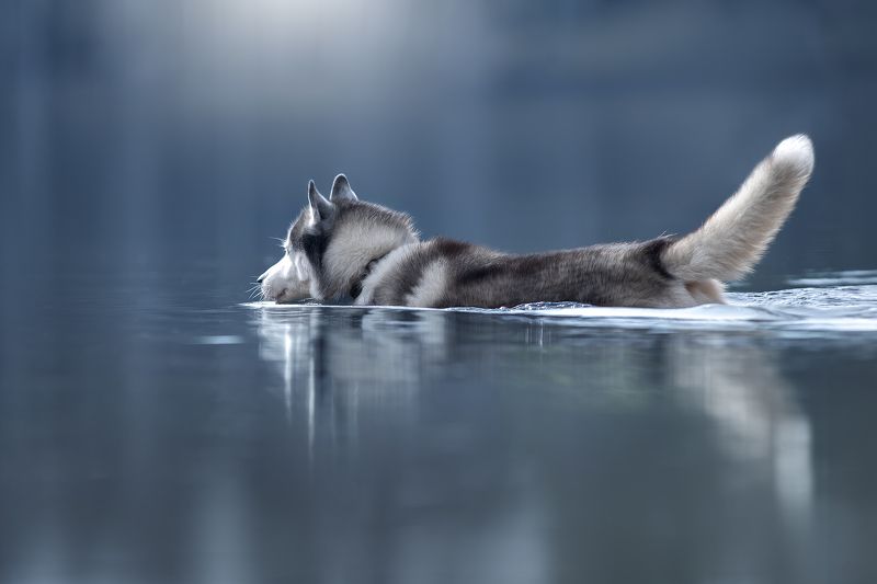 Вода отражает спокойствие Хаскиphoto preview