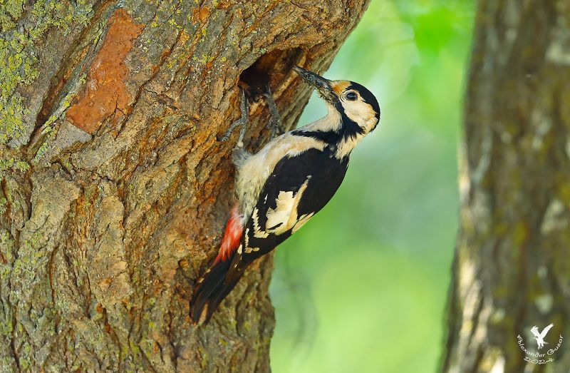сирийский дятел. Сирийский дятел.photo preview