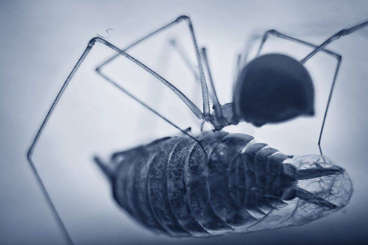 паук, мокрица, макро, Фролова Евгения