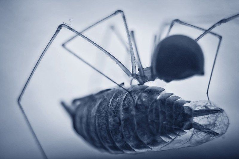 паук, мокрица, макро Завтракphoto preview