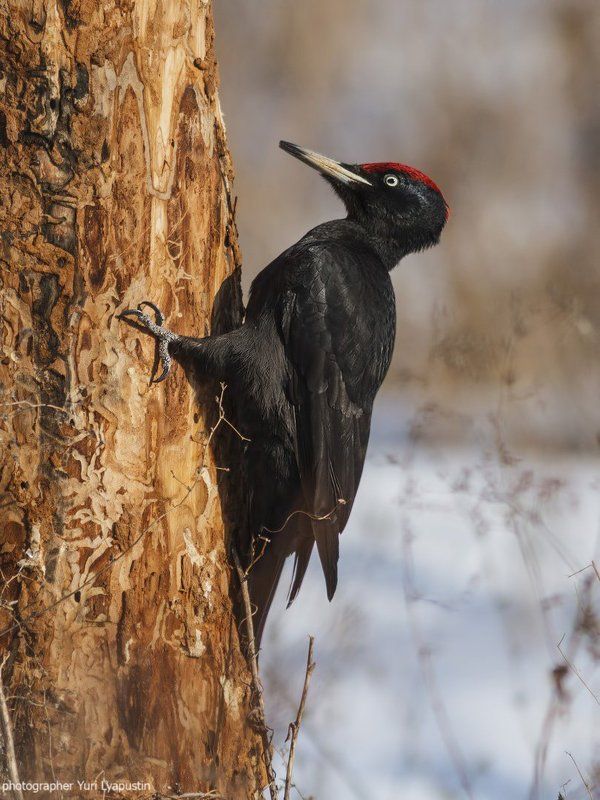 Желна, Чёрный дятел ***photo preview