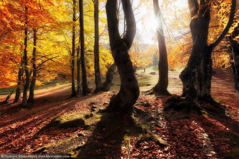 Карпаты, Лес, Осень, Пейзаж, Украина Танцующие в лучах солнцаphoto preview