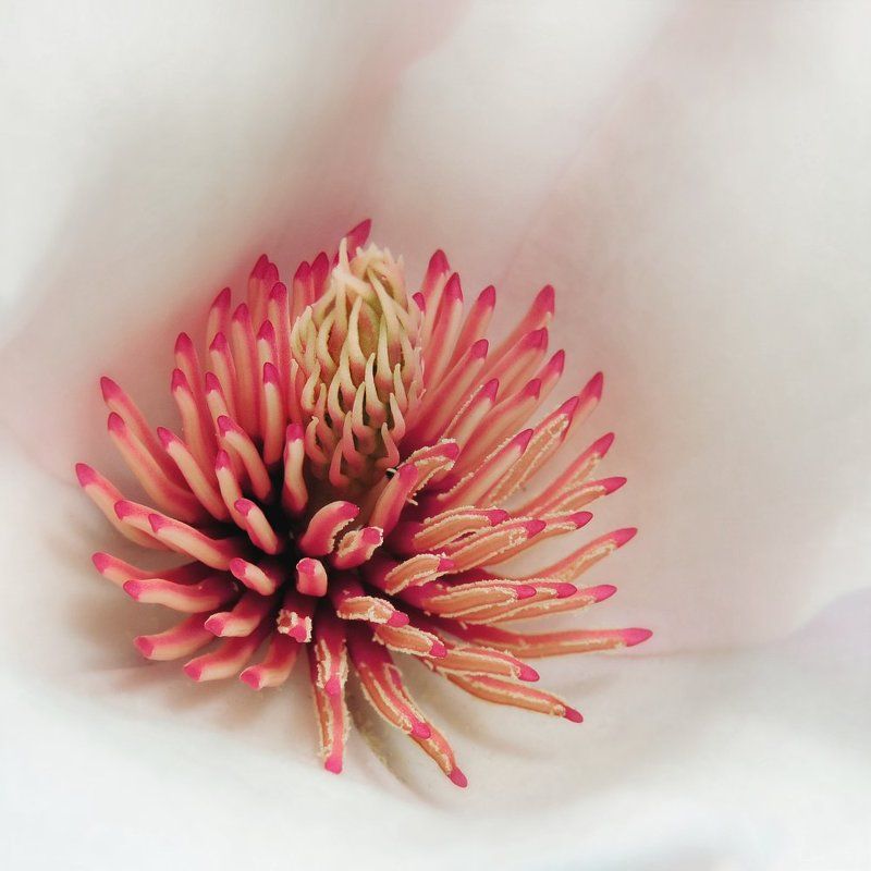 The Heart of Magnoliaphoto preview