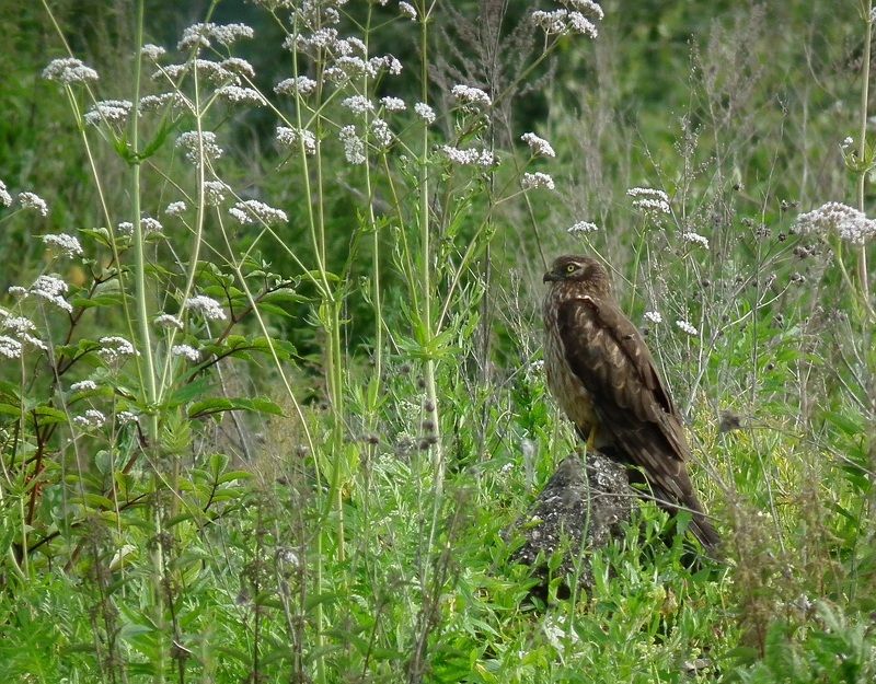 птица лето луг Спрятался в цветахphoto preview