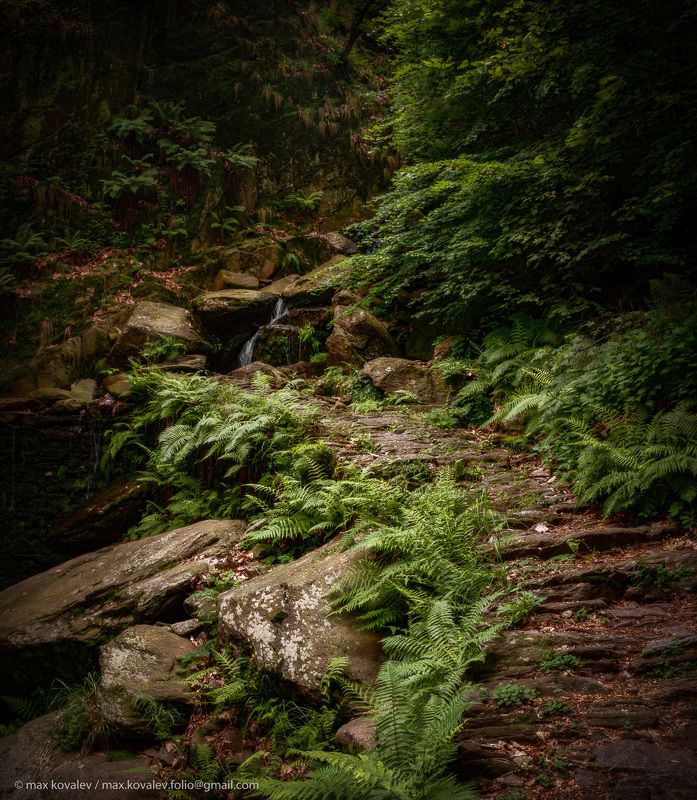 brook, fern, forest, grass, mountain, path, stone, гора, камень, лес, папоротник, ручей, трава, тропа на тропеphoto preview