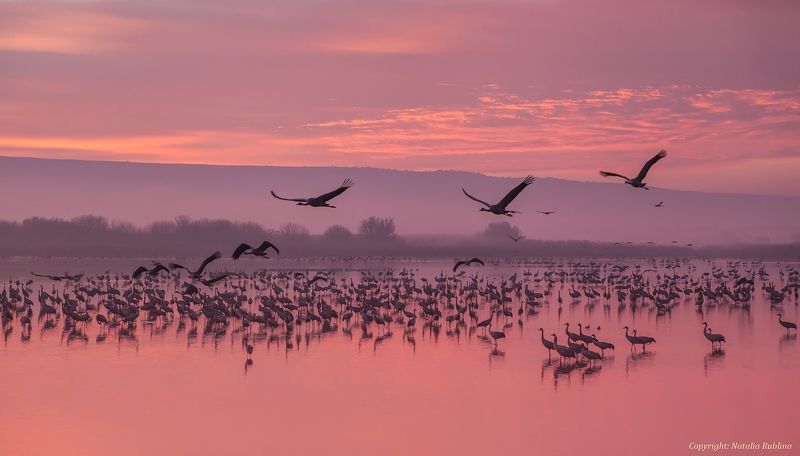 журавли, заповедник, красота, небо, облака, озеро, природа, птицы, рассвет, утро ,осень, ноябрь Волшебное Доброе Утро с Журавушками...photo preview