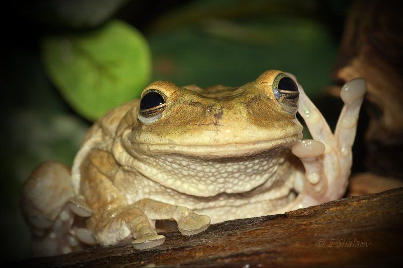 osteopilus septentrionalis, амфибии, квакша, кубинская квакша, лягушка Алё, гараж ? !!!photo preview