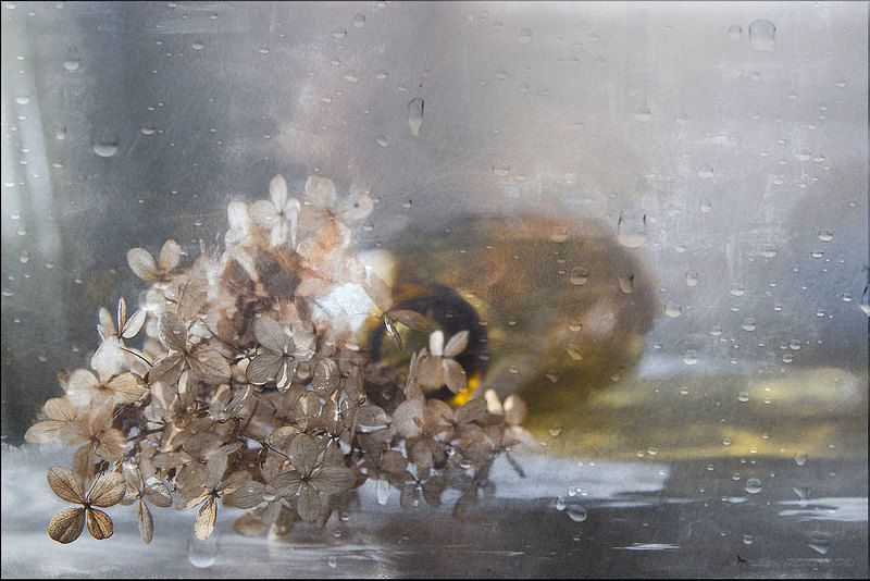 и слезы дождя об утраченном летеphoto preview