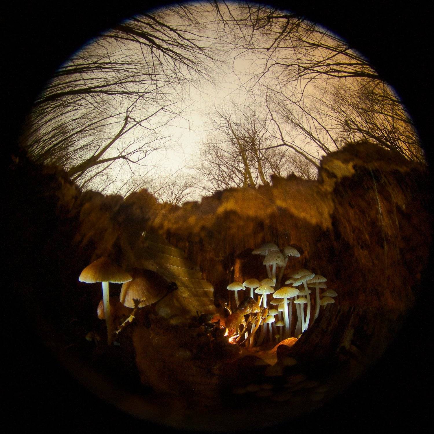 Грибы, Ночь, Осень, Никифоров Егор