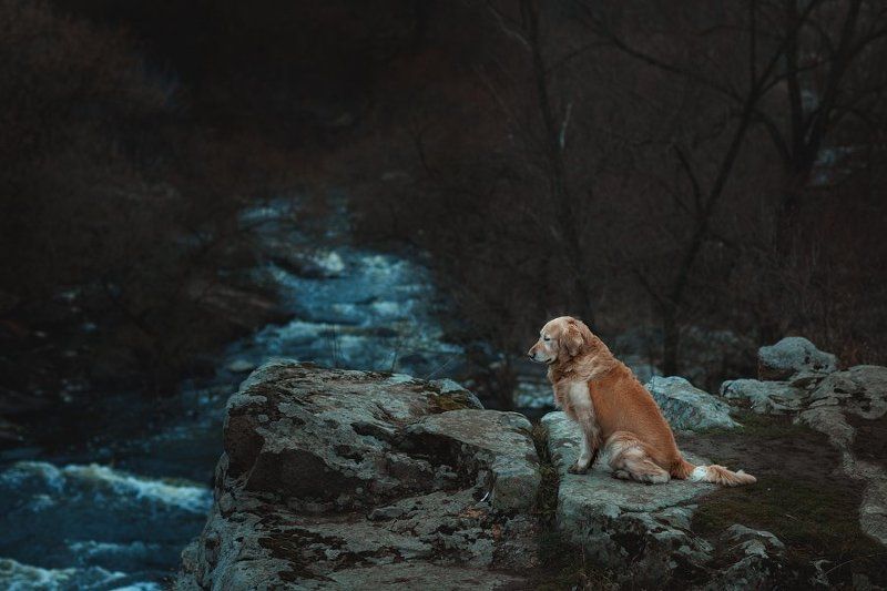 собака, пес, природа Мыслиphoto preview