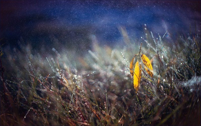 В лунном светеphoto preview