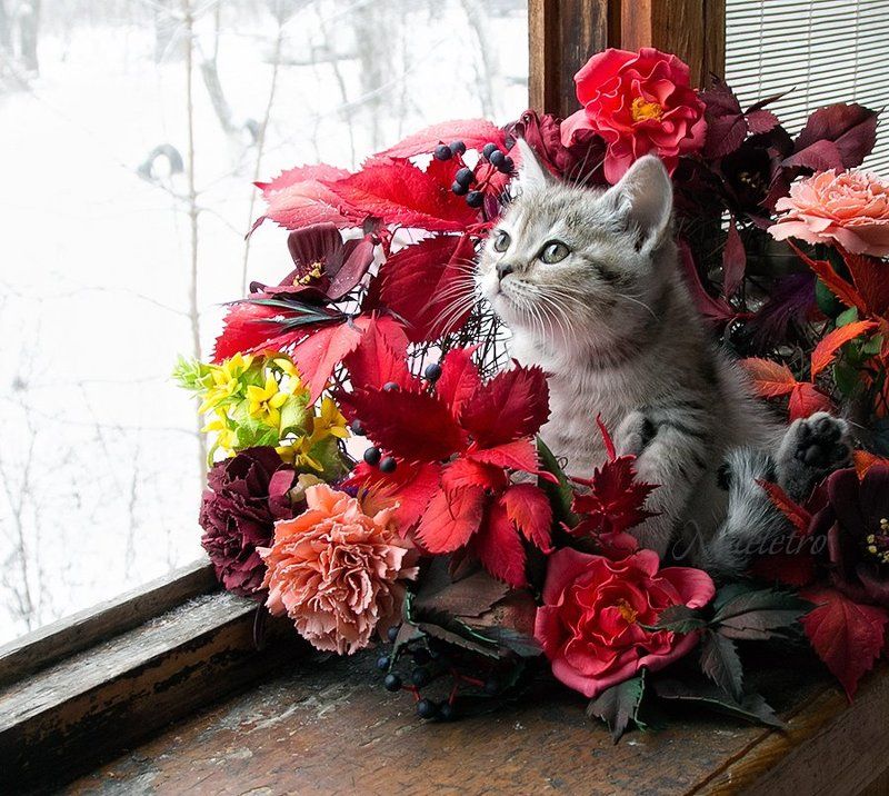 Осени прощальные дары...photo preview