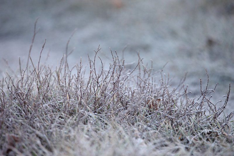 Дер. Шилово, Заморозки, Красивая Меча, Ноябрь 2015, Осень поздняя, Утро Морозным утречкомphoto preview